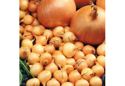 Turbo Onion Sets